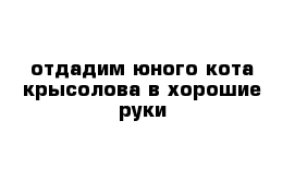 отдадим юного кота крысолова в хорошие руки